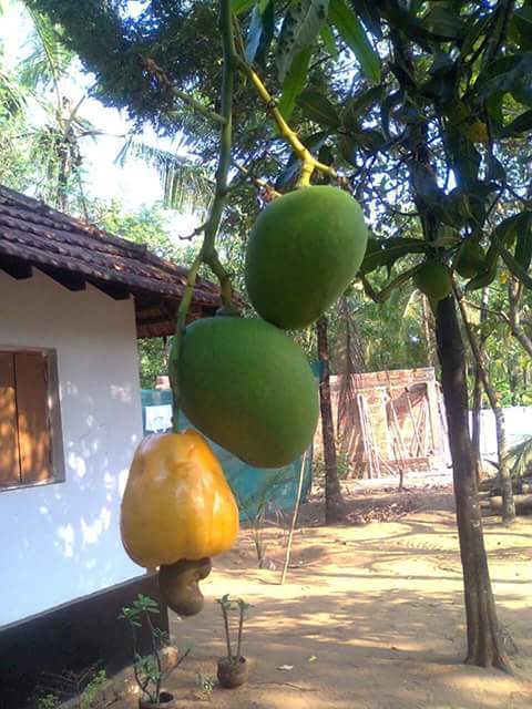 Egbeviwo%20Farm