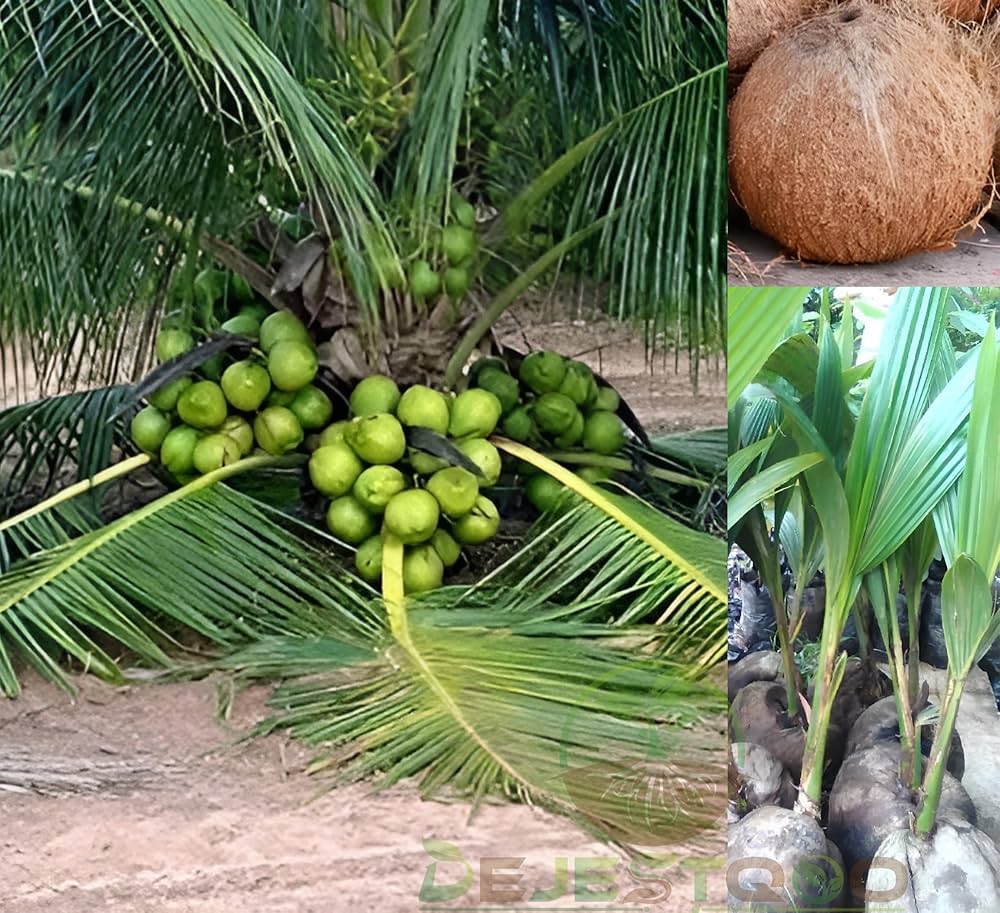 Palm Cultivation
